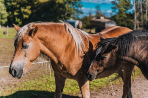 Pferde auf einer Weide