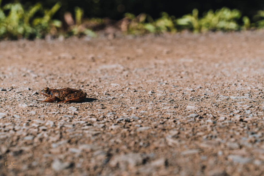 Kröte auf Weg / Frosch auf Weg
