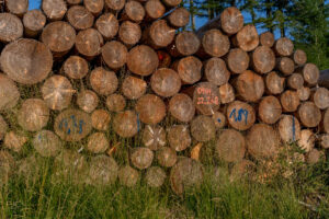 Holzstämme fertig zur Weiterverarbeitung