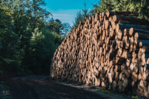 Holz auf einem Waldweg