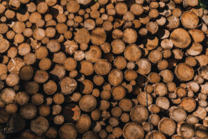 Gefällte Holzstämme