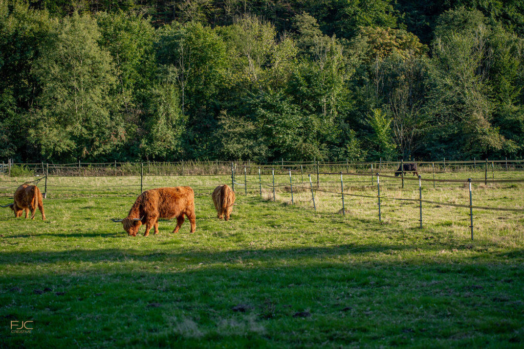 Rinder auf einer Weide bei Sonne