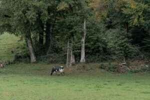 Kuh auf grüner Weide vor Jagdsitz
