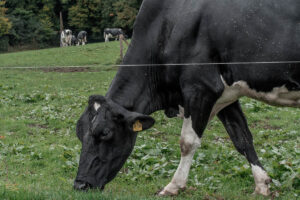 Schwarze Kuh beim Grasen